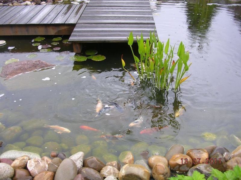 baradel-eau-bassin-et-ponton-8