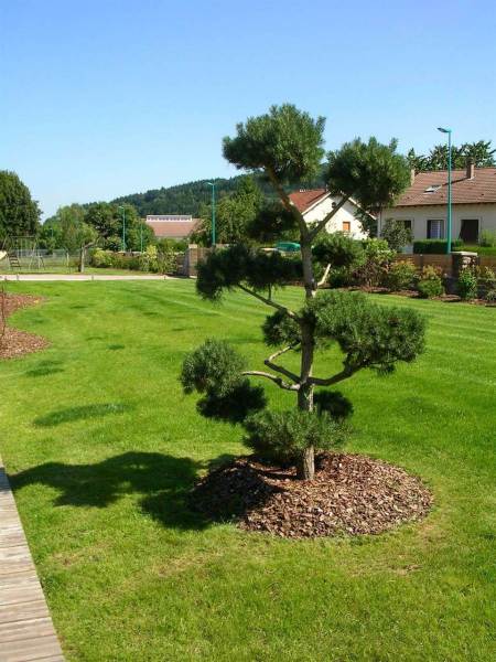 baradel-vegetal-9