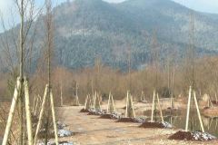 baradel-vegetal-3
