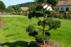 baradel-vegetal-9