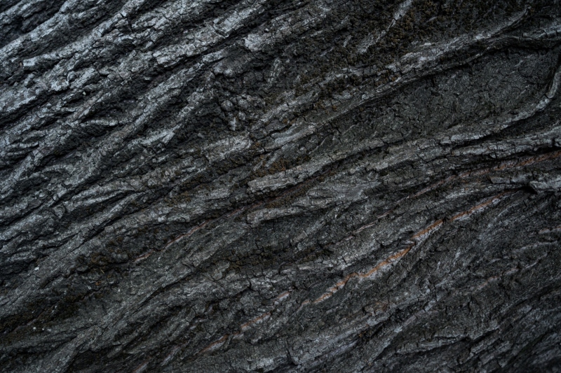 Tree bark texture background.
