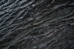 Tree bark texture background.
