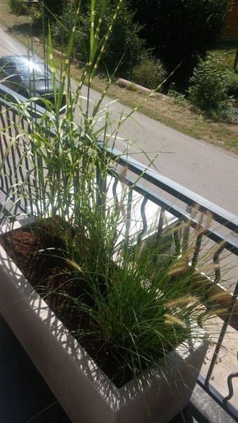 baradel-plantation-en-pot-2-scaled