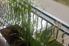 baradel-plantation-en-pot-2-scaled