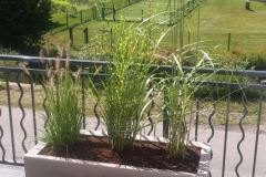 baradel-plantation-en-pot-3-scaled