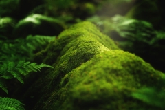 Image-10