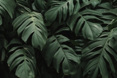 Image-57