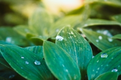 Image-7