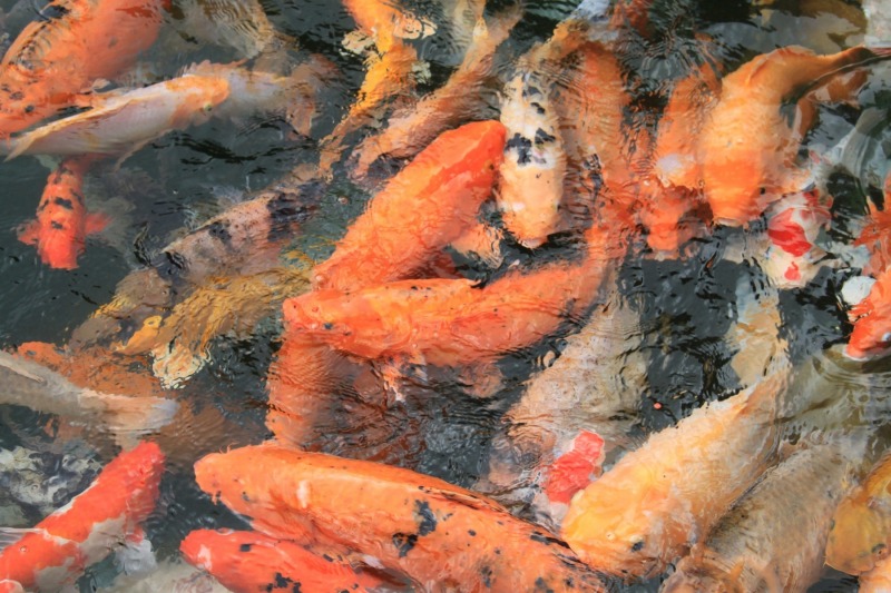 Image-3