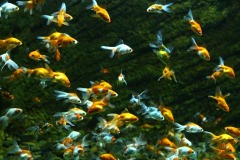 Image-4