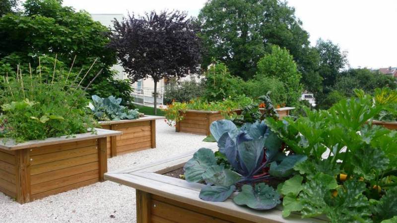 carre-potager-sur-eleve-11-1