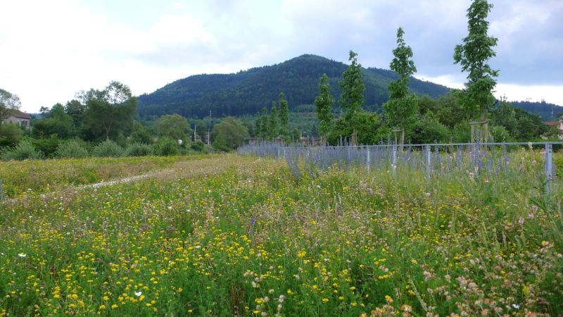 baradel-prairie-fleurie-3