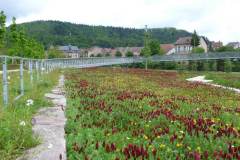 baradel-prairie-fleurie-1
