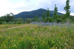 baradel-prairie-fleurie-3
