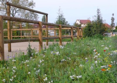 Végétaux et structure bois