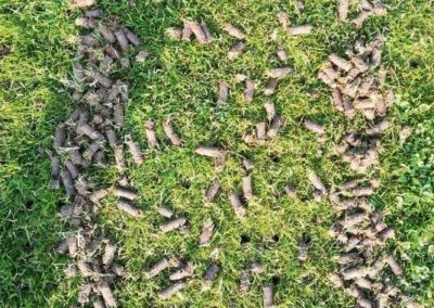 Ramassage des carottes